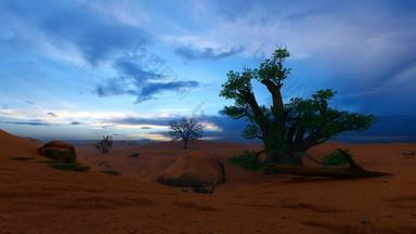 Baobab树黎明美丽的天空